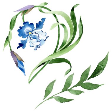 Süs çiçek botanik çiçekler. Suluboya arka plan illüstrasyon seti. İzole çiçek illüstrasyon elemanı.