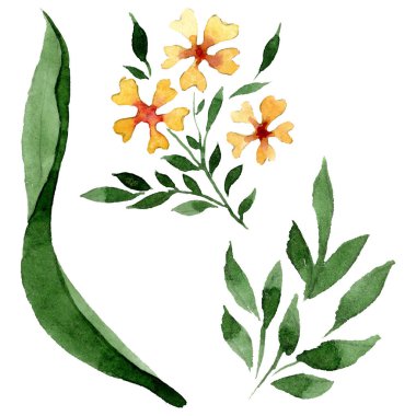 Süs çiçek botanik çiçekler. Suluboya arka plan illüstrasyon seti. İzole çiçek illüstrasyon elemanı.