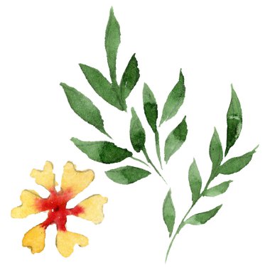 Süs çiçek botanik çiçekler. Suluboya arka plan illüstrasyon seti. İzole çiçek illüstrasyon elemanı.