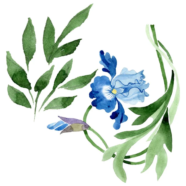 Süs çiçek botanik çiçekler. Suluboya arka plan illüstrasyon seti. İzole çiçek illüstrasyon elemanı.