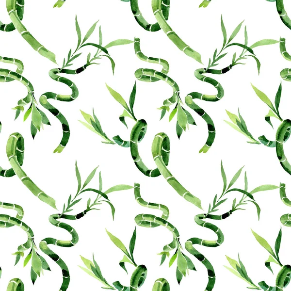 Draceana Sanderiana verde. Conjunto de ilustración de fondo acuarela. Patrón de fondo sin costuras . — Foto de Stock
