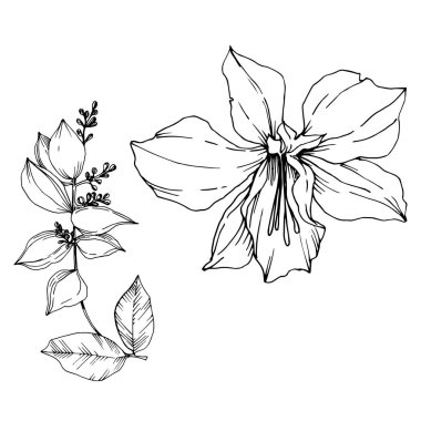 Vektör Tropikal çiçekler ve izole yaprakları. Siyah ve beyaz oyulmuş mürekkep sanatı. İzole bitki illüstrasyon elemanı.