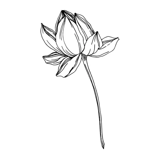 Vector Lotus flores botánicas florales. Tinta grabada en blanco y negro. Elemento de ilustración de loto aislado . — Vector de stock