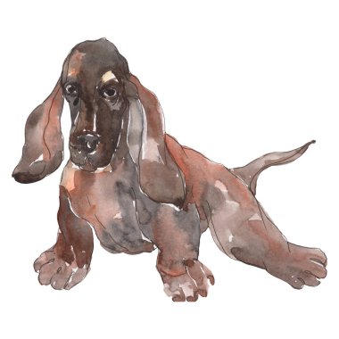 Köpek evcil hayvan izole. Suluboya arka plan illüstrasyon seti. İzole köpek illüstrasyon elemanı.