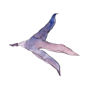 Horoz ayak izi çiftlik kuş izole. Suluboya arka plan illüstrasyon seti. İzole tavuk illüstrasyon elemanı.