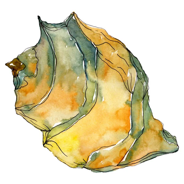 Playa de verano elementos tropicales de concha marina. Conjunto de ilustración de fondo acuarela. Elemento ilustrativo de conchas aisladas . — Foto de Stock