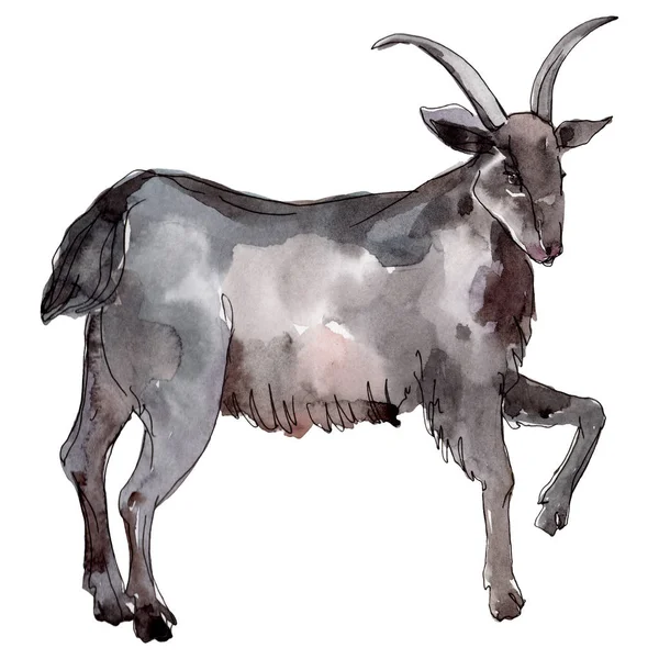 山羊农场动物孤立。水彩背景插图集。隔离山羊插图元件. — 图库照片