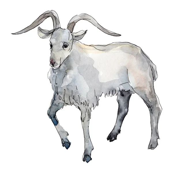 山羊农场动物孤立。水彩背景插图集。隔离山羊插图元件. — 图库照片