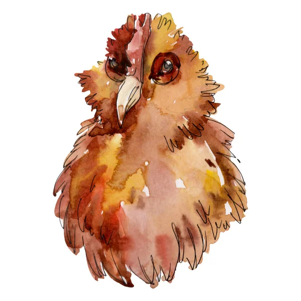 Gallina cabeza granja pájaro aislado. Conjunto de ilustración de fondo acuarela. Elemento ilustrativo de pollo aislado . — Foto de Stock
