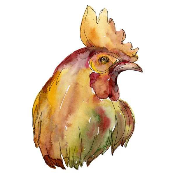 Cock head farm bird isolated. Watercolor background illustration set. Isolated hen illustration element.