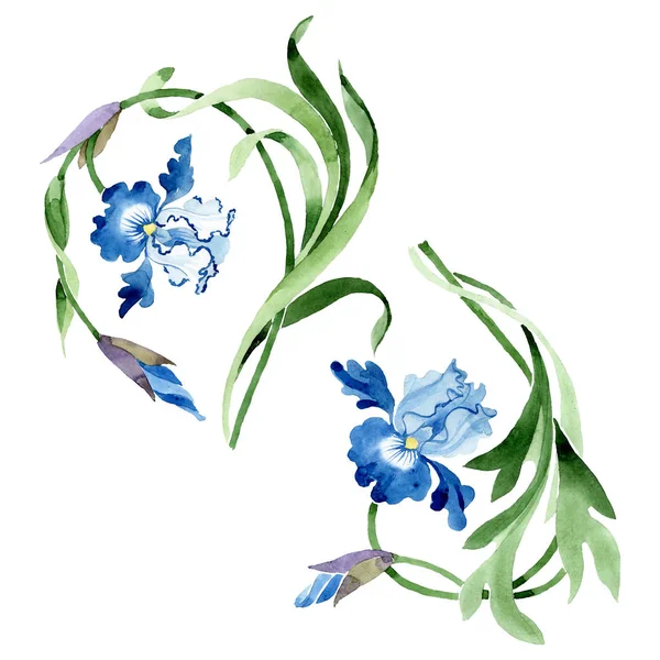 Süs çiçek botanik çiçekler. Suluboya arka plan illüstrasyon seti. İzole çiçek illüstrasyon elemanı.