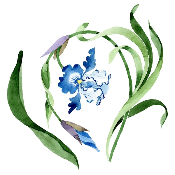Süs çiçek botanik çiçekler. Suluboya arka plan illüstrasyon seti. İzole çiçek illüstrasyon elemanı.