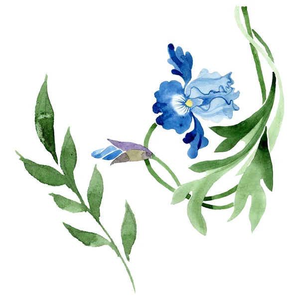 Süs çiçek botanik çiçekler. Suluboya arka plan illüstrasyon seti. İzole çiçek illüstrasyon elemanı.