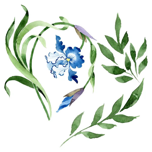 Süs çiçek botanik çiçekler. Suluboya arka plan illüstrasyon seti. İzole çiçek illüstrasyon elemanı.
