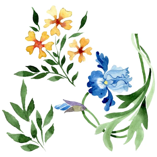Süs çiçek botanik çiçekler. Suluboya arka plan illüstrasyon seti. İzole çiçek illüstrasyon elemanı.