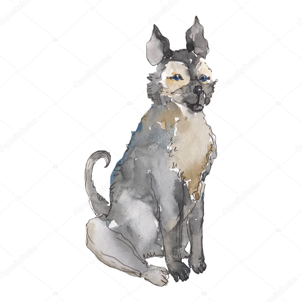 Dog pet animal isolated. Watercolor background illustration set. Isolated dog illustration element.