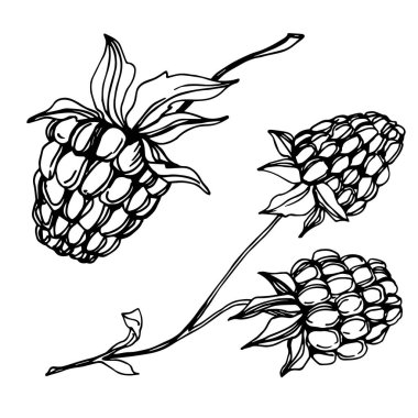 Vektör Ahududu sağlıklı gıda taze berry izole eleman. Siyah beyaz oyulmuş mürekkep sanatı.