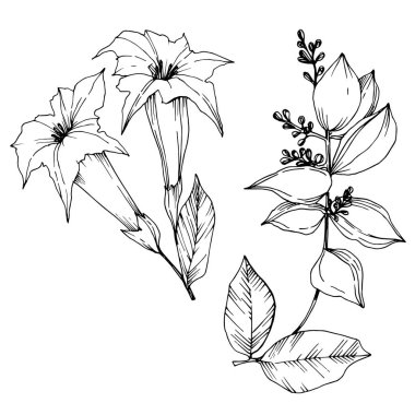 Vektör Tropikal çiçekler ve izole yaprakları. Siyah ve beyaz oyulmuş mürekkep sanatı. İzole bitki illüstrasyon elemanı.