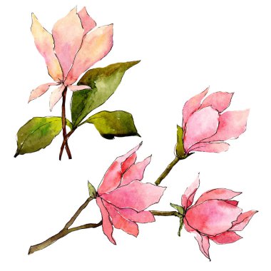 Pembe manolya çiçek botanik çiçekler. Suluboya arka plan illüstrasyon seti. İzole manolya illüstrasyon elemanı.