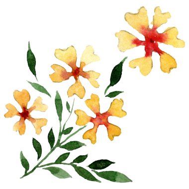 Süs çiçek botanik çiçekler. Suluboya arka plan illüstrasyon seti. İzole çiçek illüstrasyon elemanı.