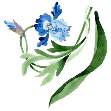 Süs çiçek botanik çiçekler. Suluboya arka plan illüstrasyon seti. İzole çiçek illüstrasyon elemanı.