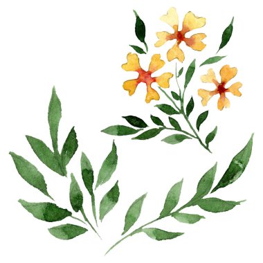 Süs çiçek botanik çiçekler. Suluboya arka plan illüstrasyon seti. İzole çiçek illüstrasyon elemanı.