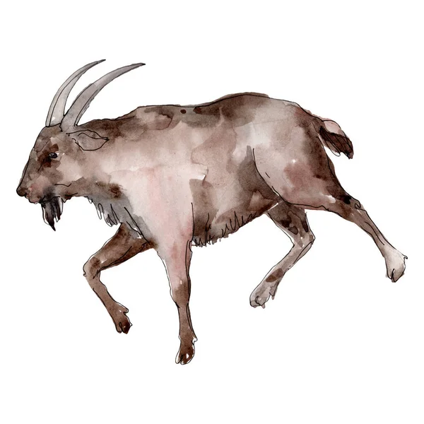 Козлиное животное изолировано. Набор акварельных фонов. Изолированный элемент иллюстрации коз . — стоковое фото