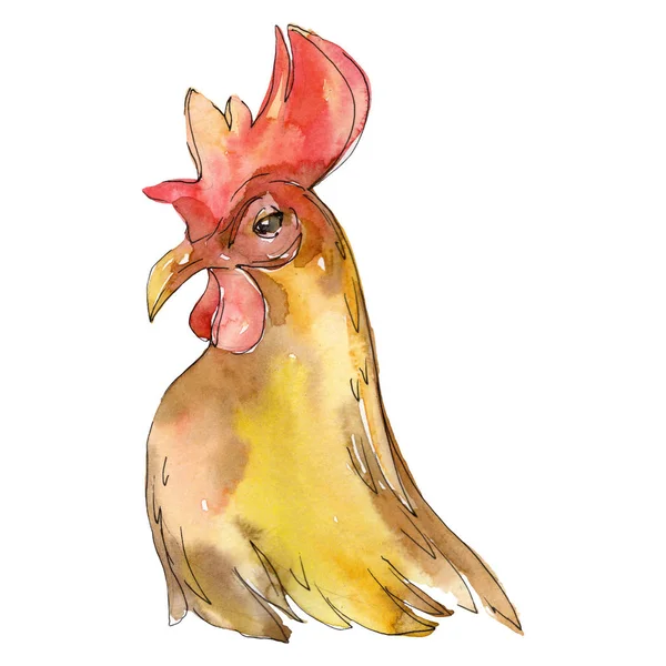 Galo cabeça fazenda pássaro isolado. Conjunto de ilustração de fundo aquarela. Isolado galinha ilustração elemento . — Fotografia de Stock