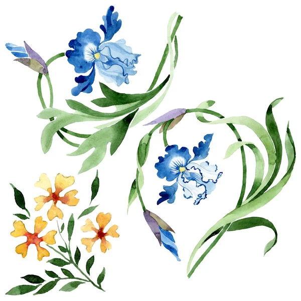Süs çiçek botanik çiçekler. Suluboya arka plan illüstrasyon seti. İzole çiçek illüstrasyon elemanı.