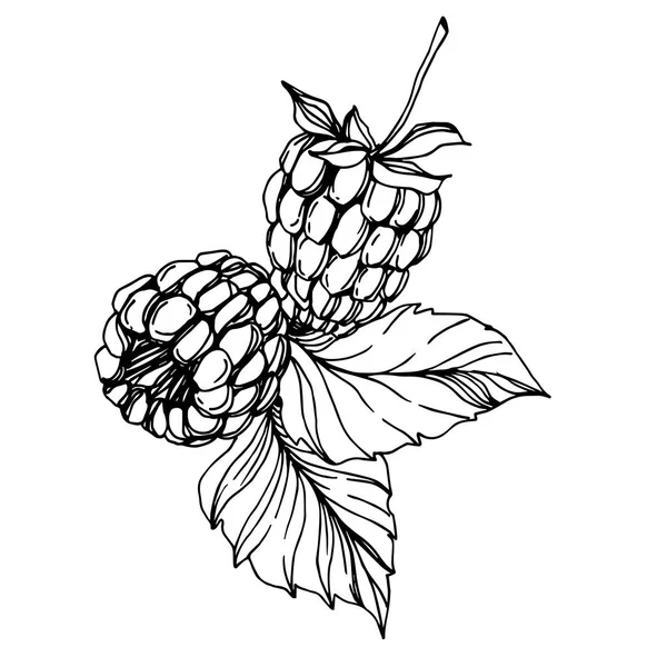 Vektör Ahududu sağlıklı gıda taze berry izole eleman. Siyah beyaz oyulmuş mürekkep sanatı.