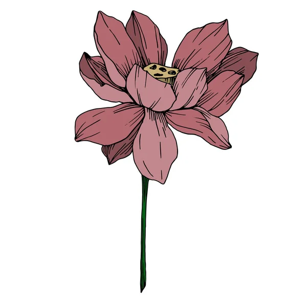 Vektor Lotus Blumen botanischen Blumen. Schwarz-weiß gestochene Tuschekunst. isoliertes Lotus-Illustrationselement. — Stockvektor