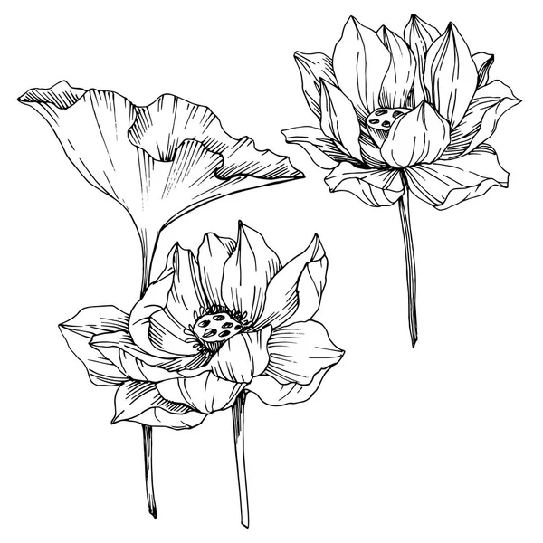 Vector Lotus flores botánicas florales. Tinta grabada en blanco y negro. Elemento de ilustración de loto aislado . — Vector de stock