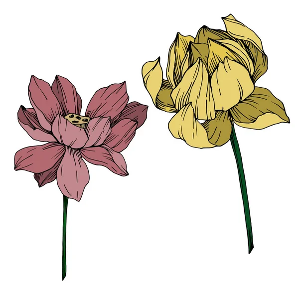 Vector Lotus flores botánicas florales. Tinta grabada en blanco y negro. Elemento de ilustración de loto aislado . — Vector de stock