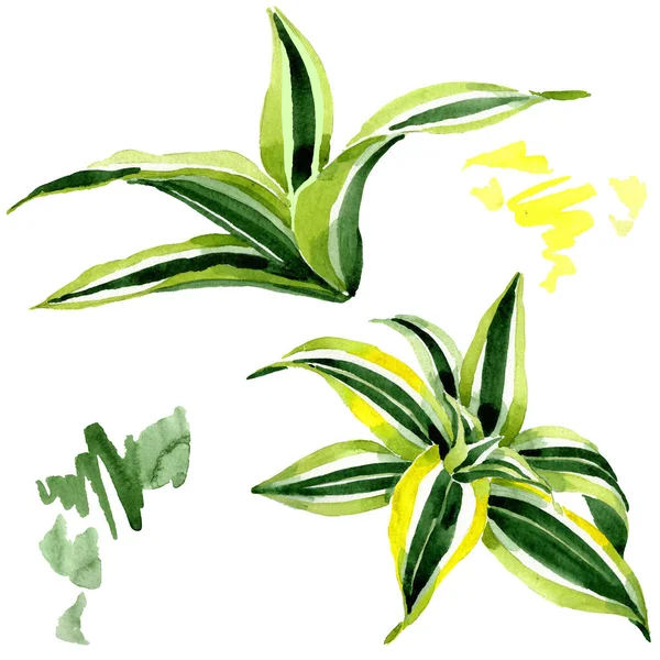 Dracena 녹색 잎. 잎 식물 꽃 단풍. 수채화 배경 세트입니다. 격리된 라세나 일러스트 요소. — 스톡 사진