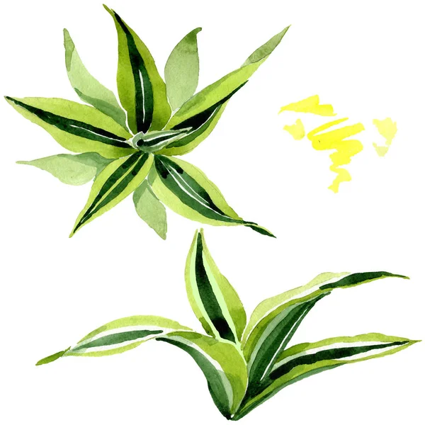 Dracena 녹색 잎. 잎 식물 꽃 단풍. 수채화 배경 세트입니다. 격리된 라세나 일러스트 요소. — 스톡 사진