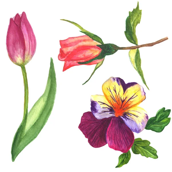 ヴィオラ、バラとチューリップの花の植物の花。水彩画の背景セット。孤立した花のイラスト要素. — ストック写真