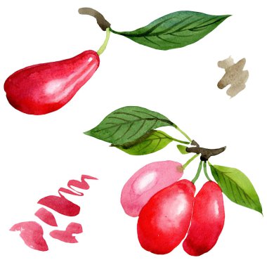Kızılcık kırmızı meyve ve yeşil yaprakları. Suluboya arka plan illüstrasyon seti. İzole cornus mas illüstrasyon elemanı.