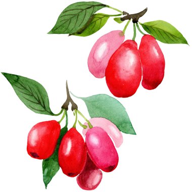 Kızılcık kırmızı meyve ve yeşil yaprakları. Suluboya arka plan illüstrasyon seti. İzole cornus mas illüstrasyon elemanı.