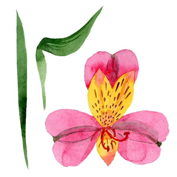 Рожеві альстромерії квіткові ботанічні квіти. Набір акварельних фонів. Ізольований елемент ілюстрації альстромерії . — стокове фото