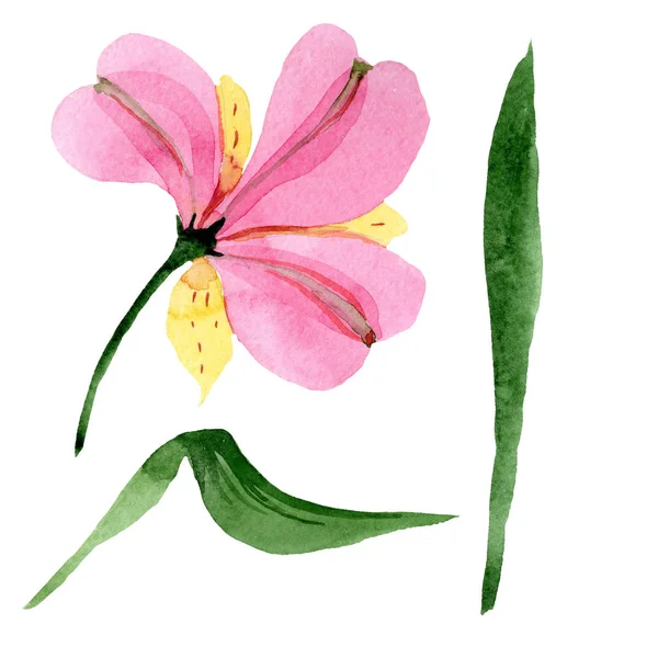 핑크 알스트로에메리아 꽃 식물 꽃입니다. 수채화 배경 세트입니다. 고립 된 알스트로에메리아 일러스트 요소. — 스톡 사진