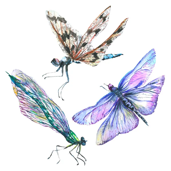 Egzotyczny Dragonfly dziki owad. Akwarela zestaw ilustracji tła. Element ilustracji na białym tle ważki. — Zdjęcie stockowe