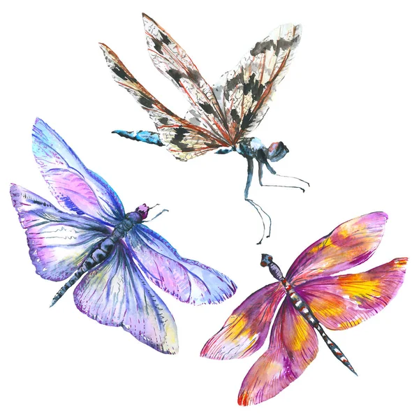 Exotische Dragonfly wilde insect. Aquarel achtergrond illustratie instellen. Geïsoleerde Dragonfly illustratie element. — Stockfoto