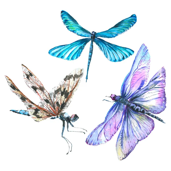 Exotische Dragonfly wilde insect. Aquarel achtergrond illustratie instellen. Geïsoleerde Dragonfly illustratie element. — Stockfoto