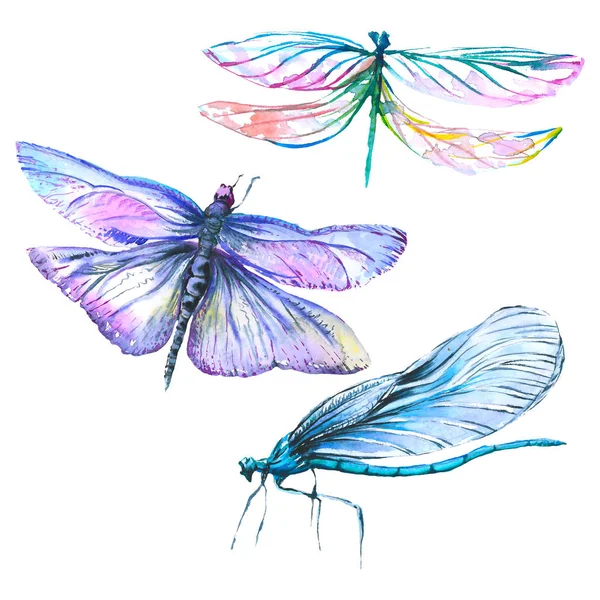 Insecte sauvage exotique libellule. Ensemble d'illustration de fond aquarelle. Elément d'illustration isolé libellule . — Photo