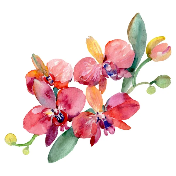 Buquê de orquídea flores botânicas florais. Conjunto de ilustração de fundo aquarela. Elemento de ilustração isolado da orquídea . — Fotografia de Stock