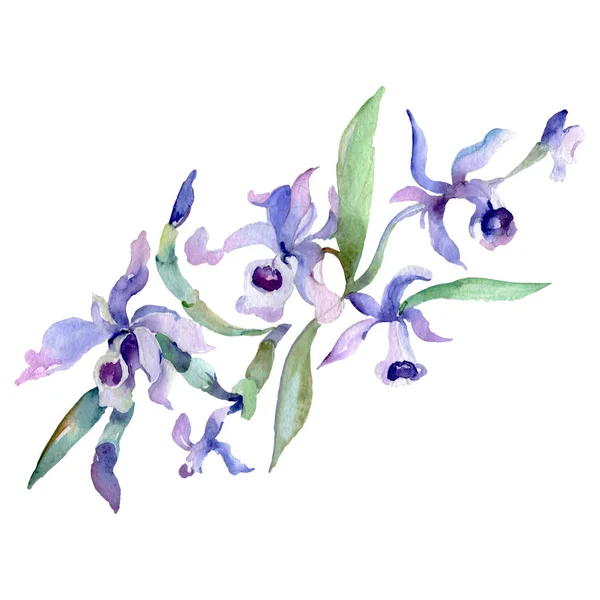 Buquê de orquídea flores botânicas florais. Conjunto de ilustração de fundo aquarela. Elemento de ilustração isolado da orquídea . — Fotografia de Stock