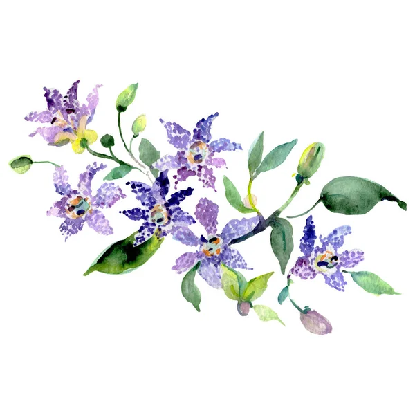 Bouquet d'orchidées fleurs botaniques florales. Ensemble d'illustration de fond aquarelle. Élément d'illustration d'orchidée isolé . — Photo