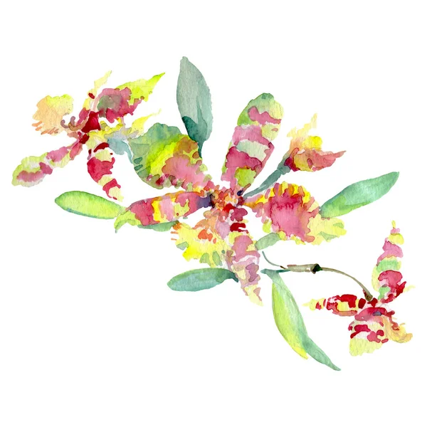 Ramo de orquídeas flores botánicas florales. Conjunto de ilustración de fondo acuarela. Elemento de ilustración de orquídea aislada . — Foto de Stock