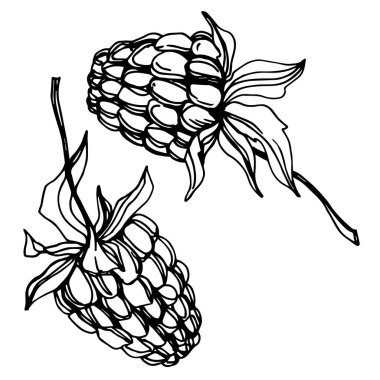 Vektör Ahududu sağlıklı gıda taze berry izole eleman. Siyah beyaz oyulmuş mürekkep sanatı.