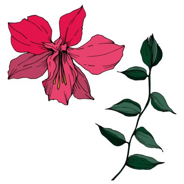 Vektör Tropikal çiçekler ve izole yaprakları. Siyah ve beyaz oyulmuş mürekkep sanatı. İzole bitki illüstrasyon elemanı.